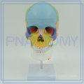 PNT-0153 Colored Life-Size Plastic Medical Anatomical Human Skull Model For Sale